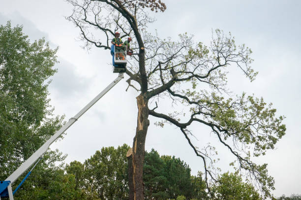 Mulching Services in Marbury, AL