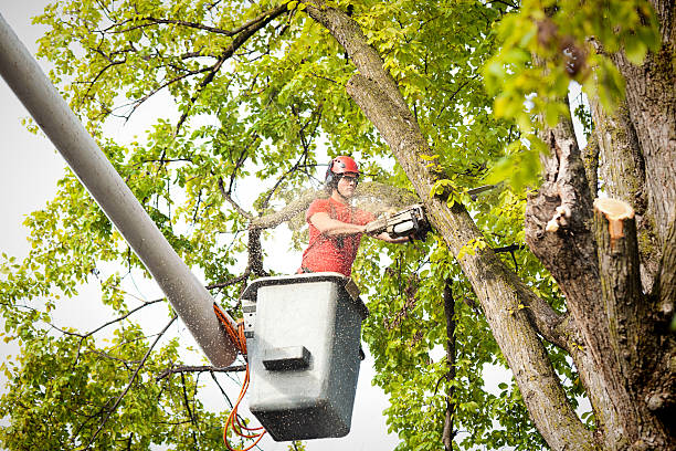 Trusted Marbury, AL Tree Services Experts